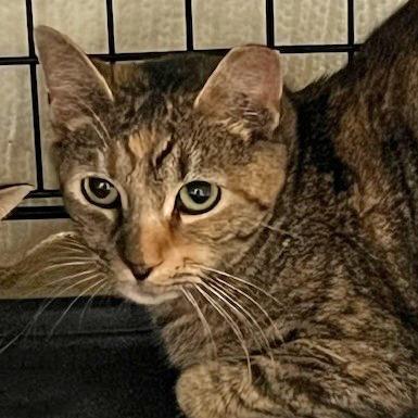 Nelly, Adoptable, Adult Female Domestic Short Hair.