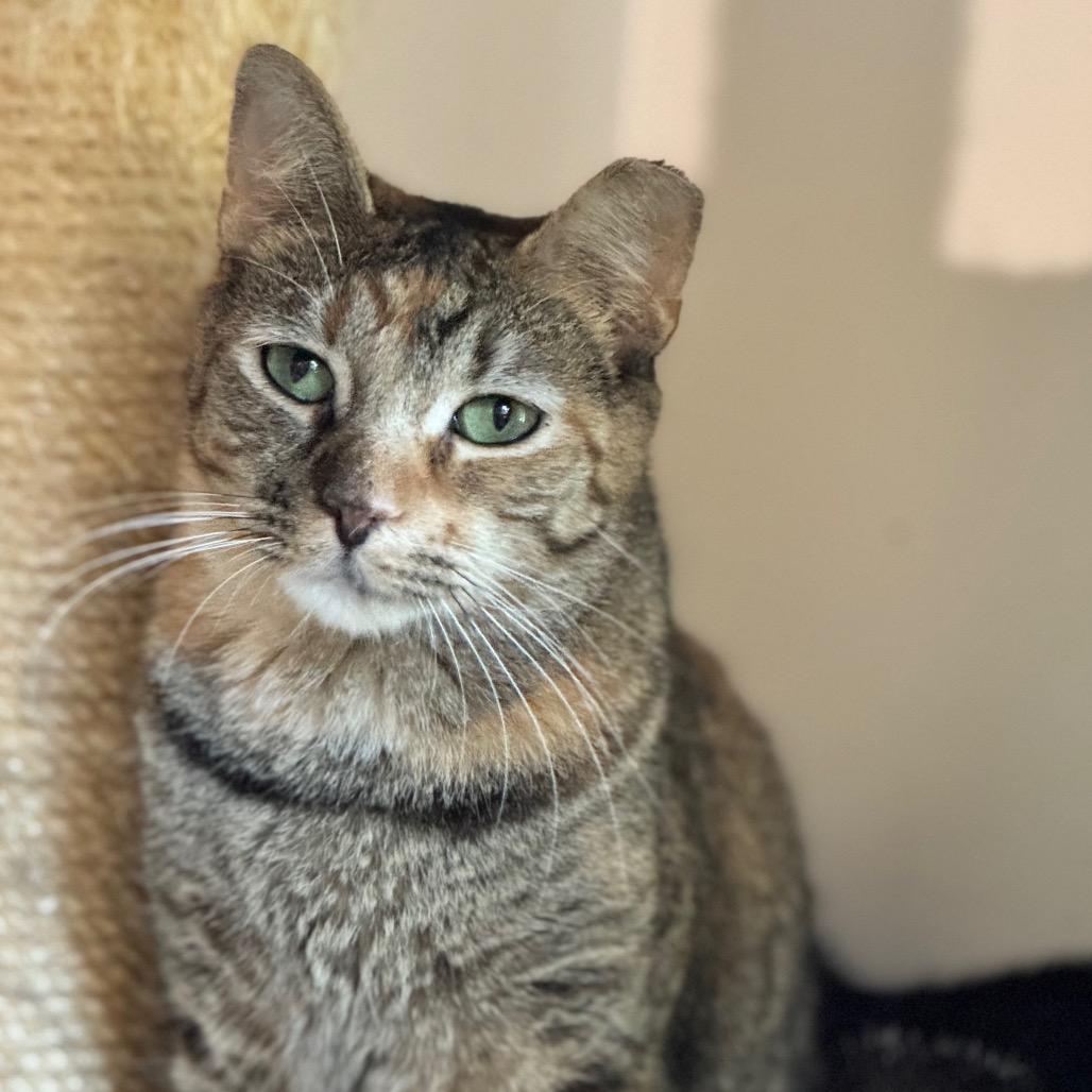 Nelly, a Adoptable Domestic Short Hair in Cumming, GA image 2/2