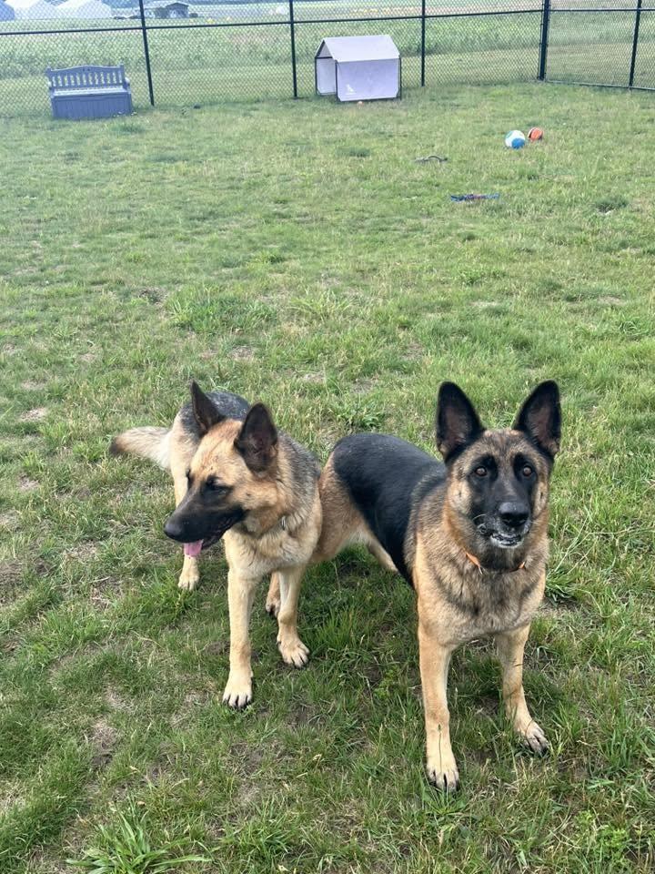 Echo, a ADOPTABLE German Shepherd Dog in Shelby, MI image 2/2