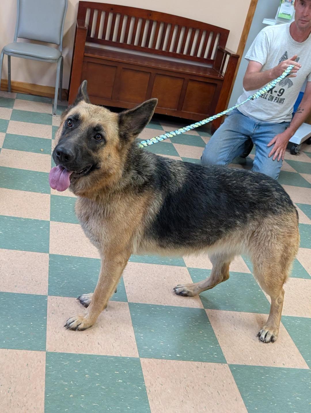 Echo, ADOPTABLE, Adult Female German Shepherd Dog.