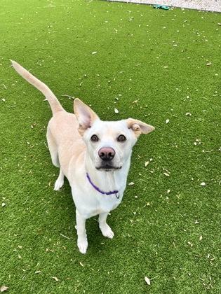 Lego, Adoptable, Adult Male Labrador Retriever & Siberian Husky.