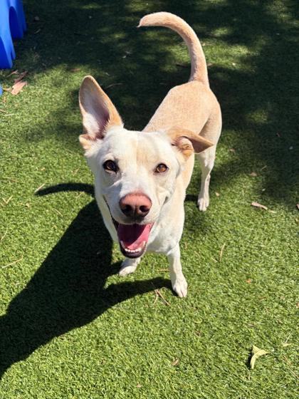 Lego, a Adoptable mixed breed in North Miami Beach, FL image 1/3