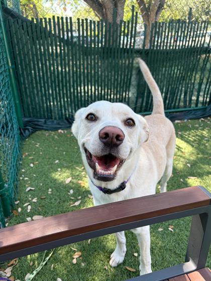 Enlarge Lego, a Adoptable mixed breed in North Miami Beach, FL image 2/3
