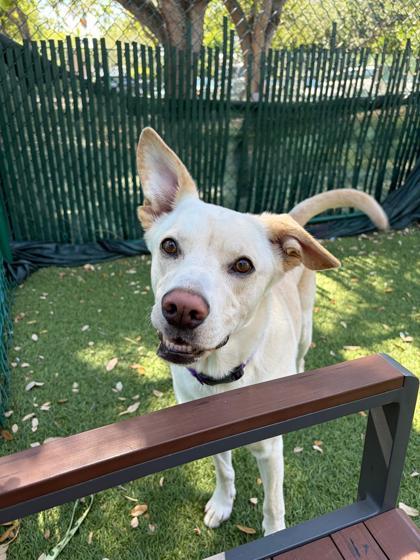 Enlarge Lego, a Adoptable mixed breed in North Miami Beach, FL image 3/3