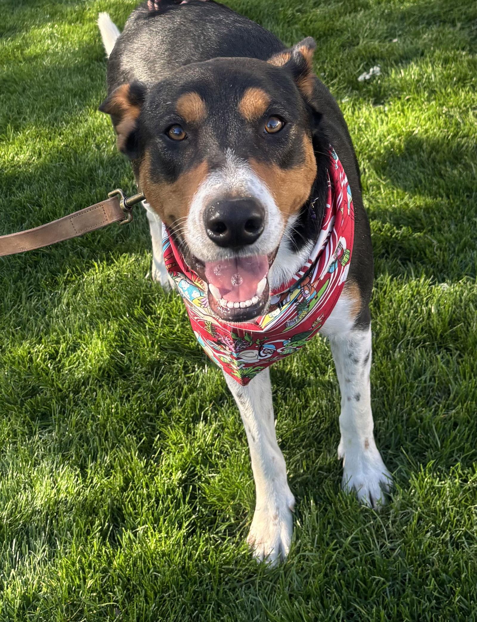 Bruce, Adoptable, Young Male Australian Kelpie & Cattle Dog.