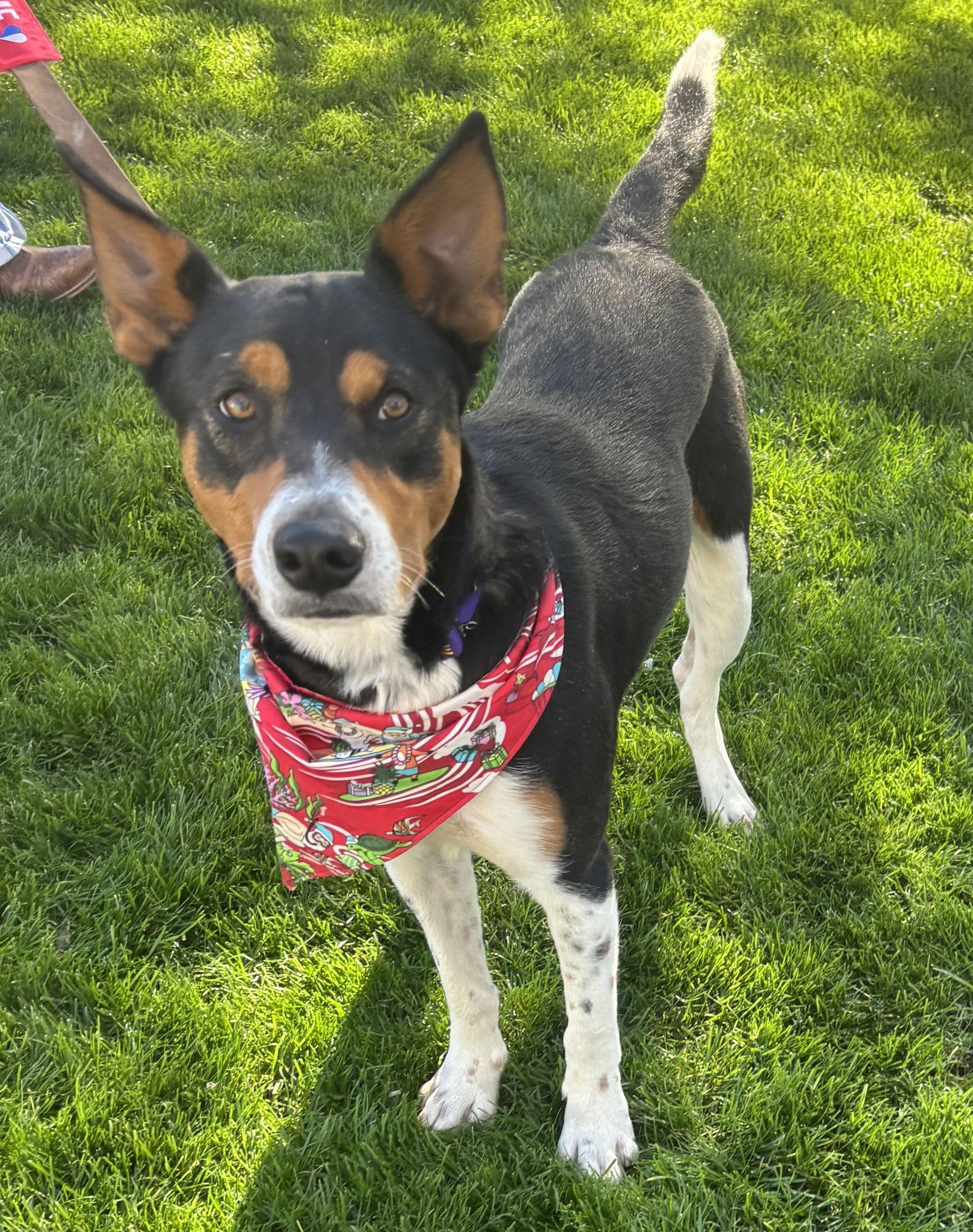 Enlarge Bruce, a Adoptable mixed breed in Glendale, AZ image 2/3