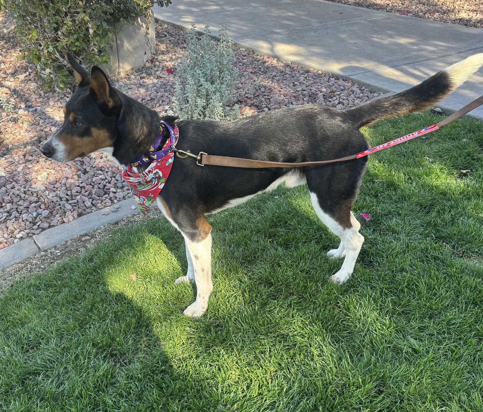 Enlarge Bruce, a Adoptable mixed breed in Glendale, AZ image 3/3