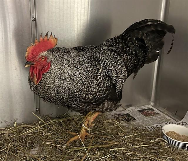 Enlarge FRED, a Adoptable Chicken in Springfield, MA image 1/1