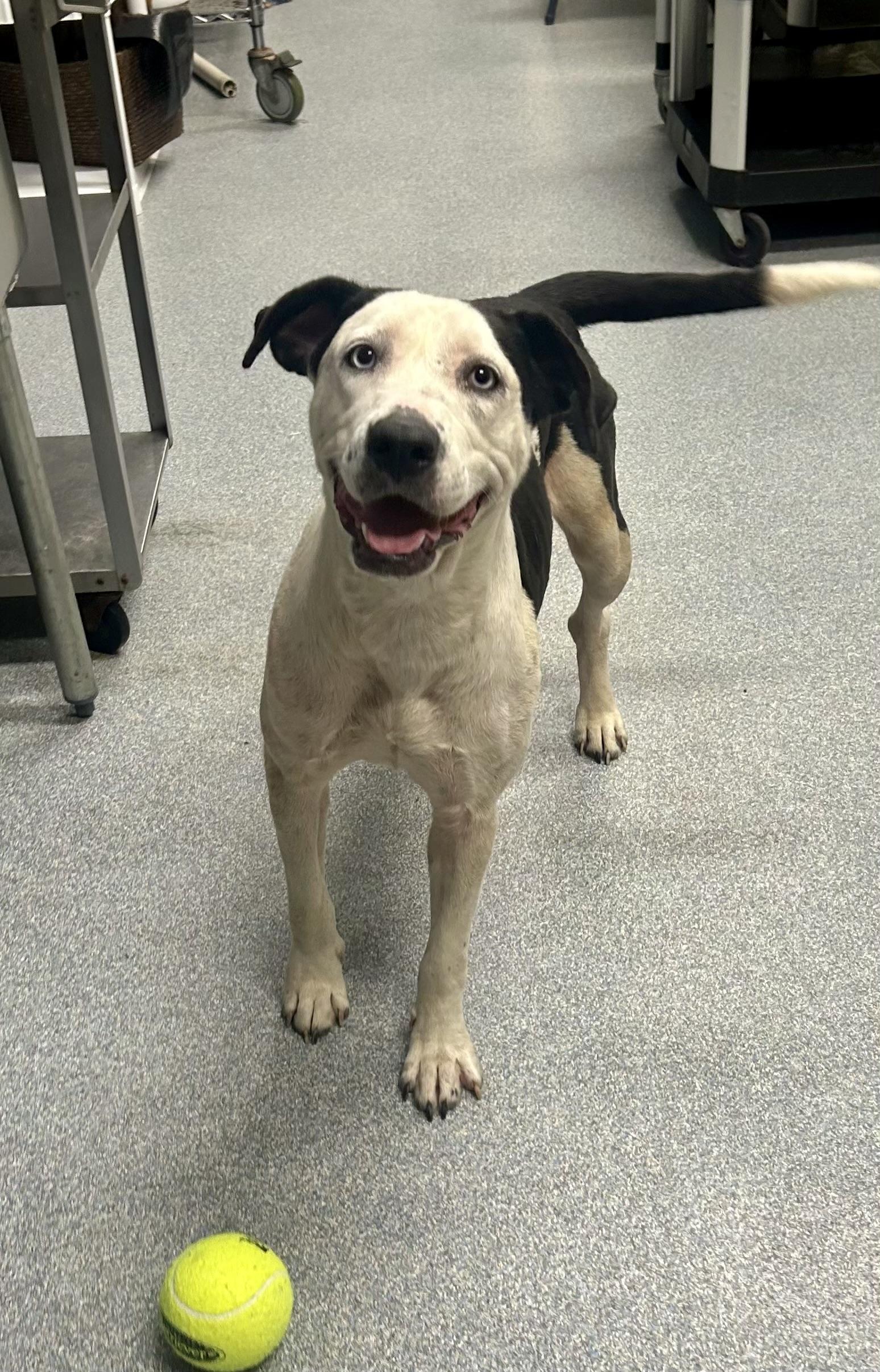 Silver, ADOPTABLE, Adult Female Mixed Breed.
