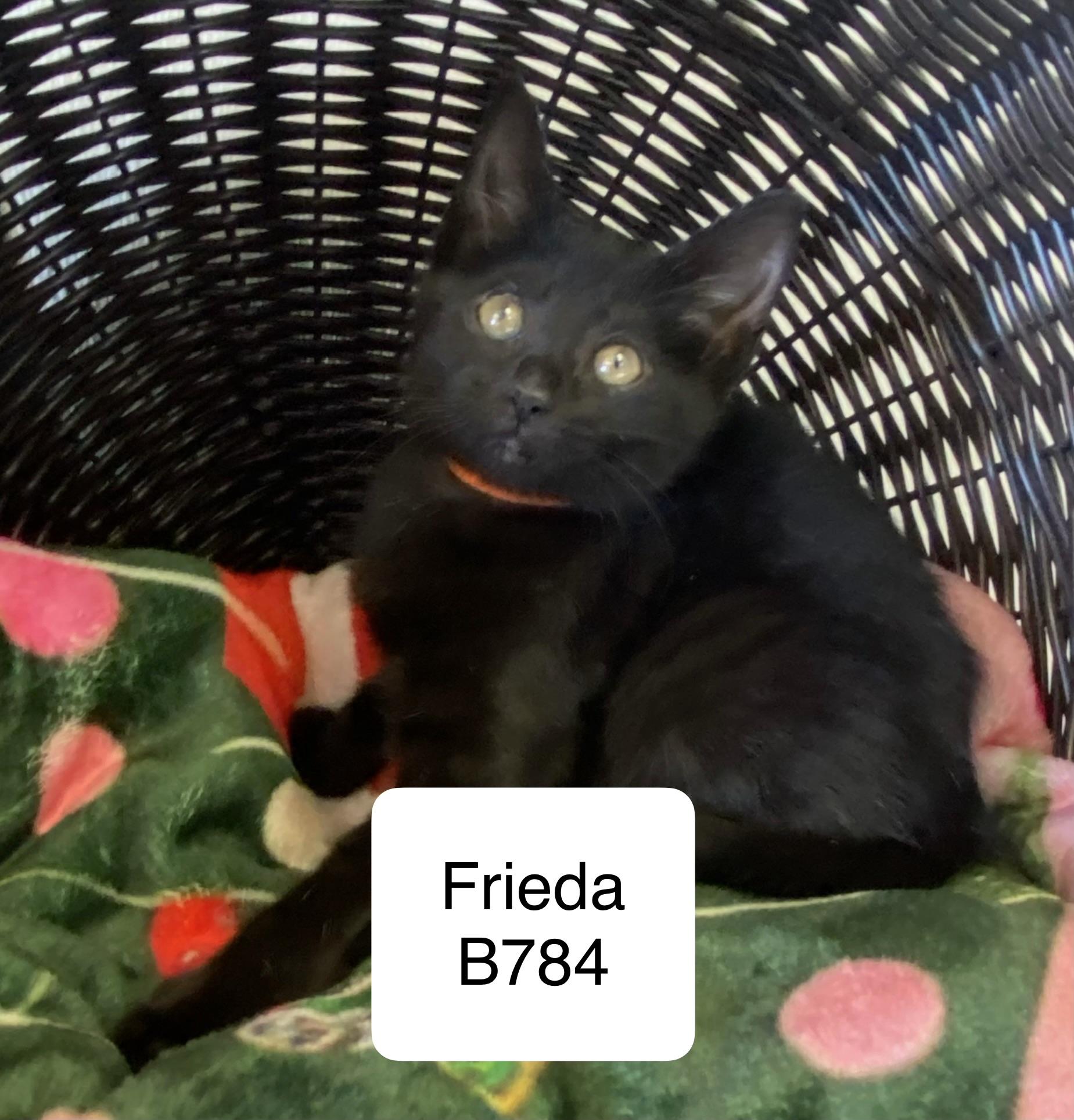 Enlarge Frieda, a ADOPTABLE Domestic Short Hair in Morganton, NC image 1/2