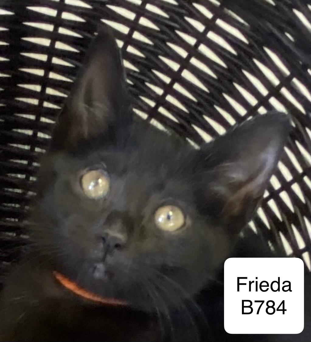 Enlarge Frieda, a ADOPTABLE Domestic Short Hair in Morganton, NC image 2/2