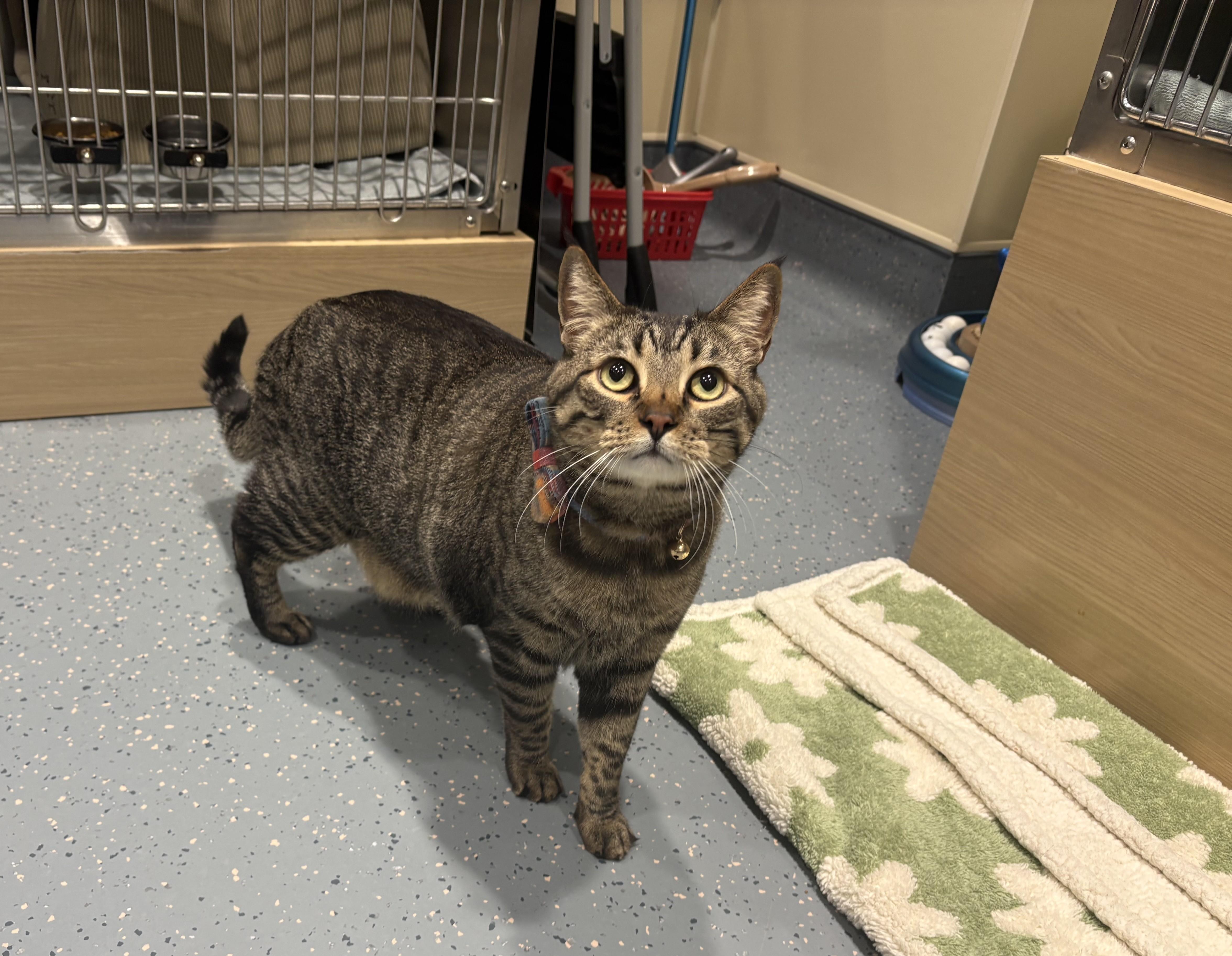 Nevada, adopted, Adult Male Domestic Short Hair.