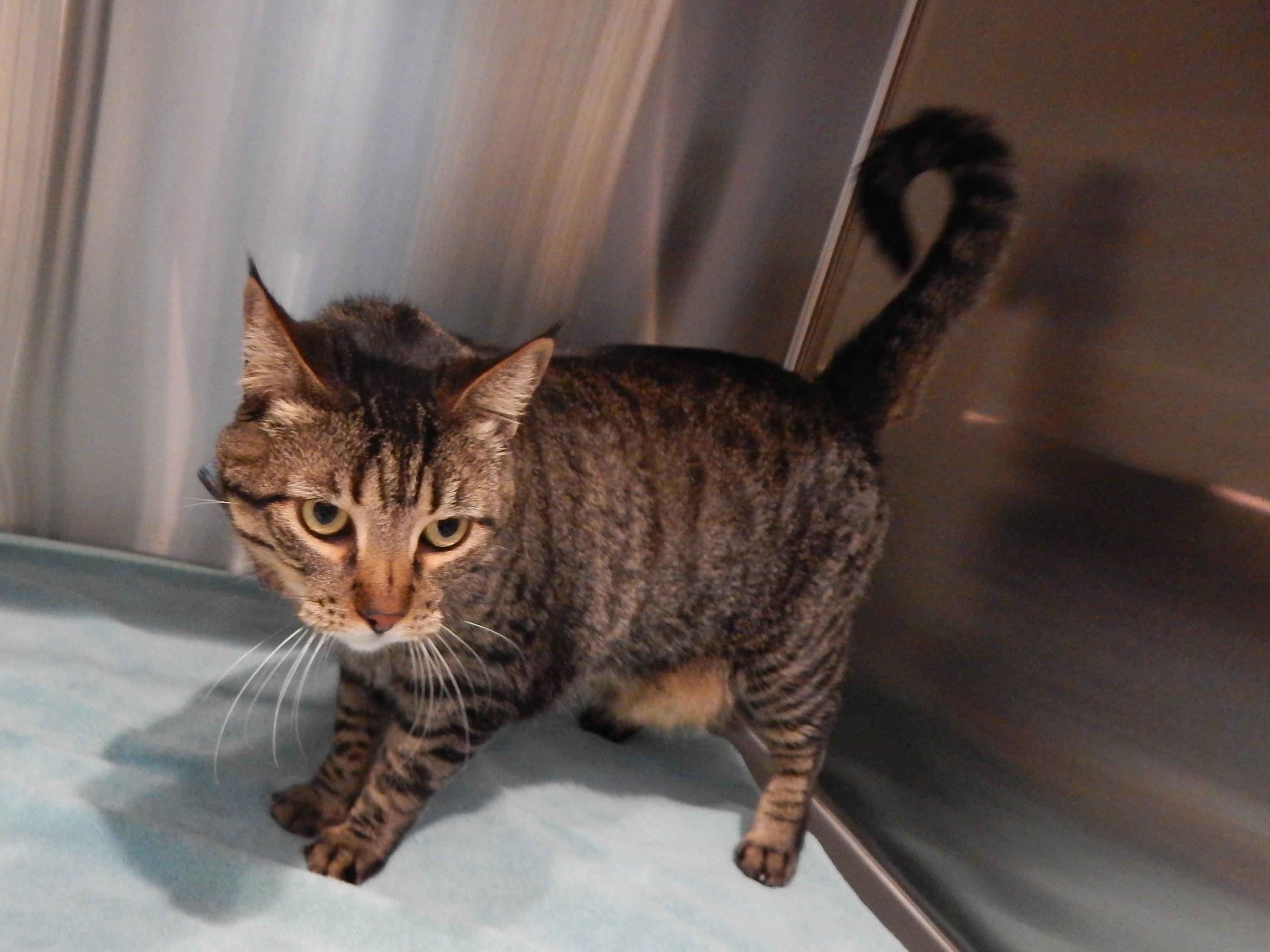 Enlarge Nevada, an adopted Domestic Short Hair in Mesquite, NV image 2/3