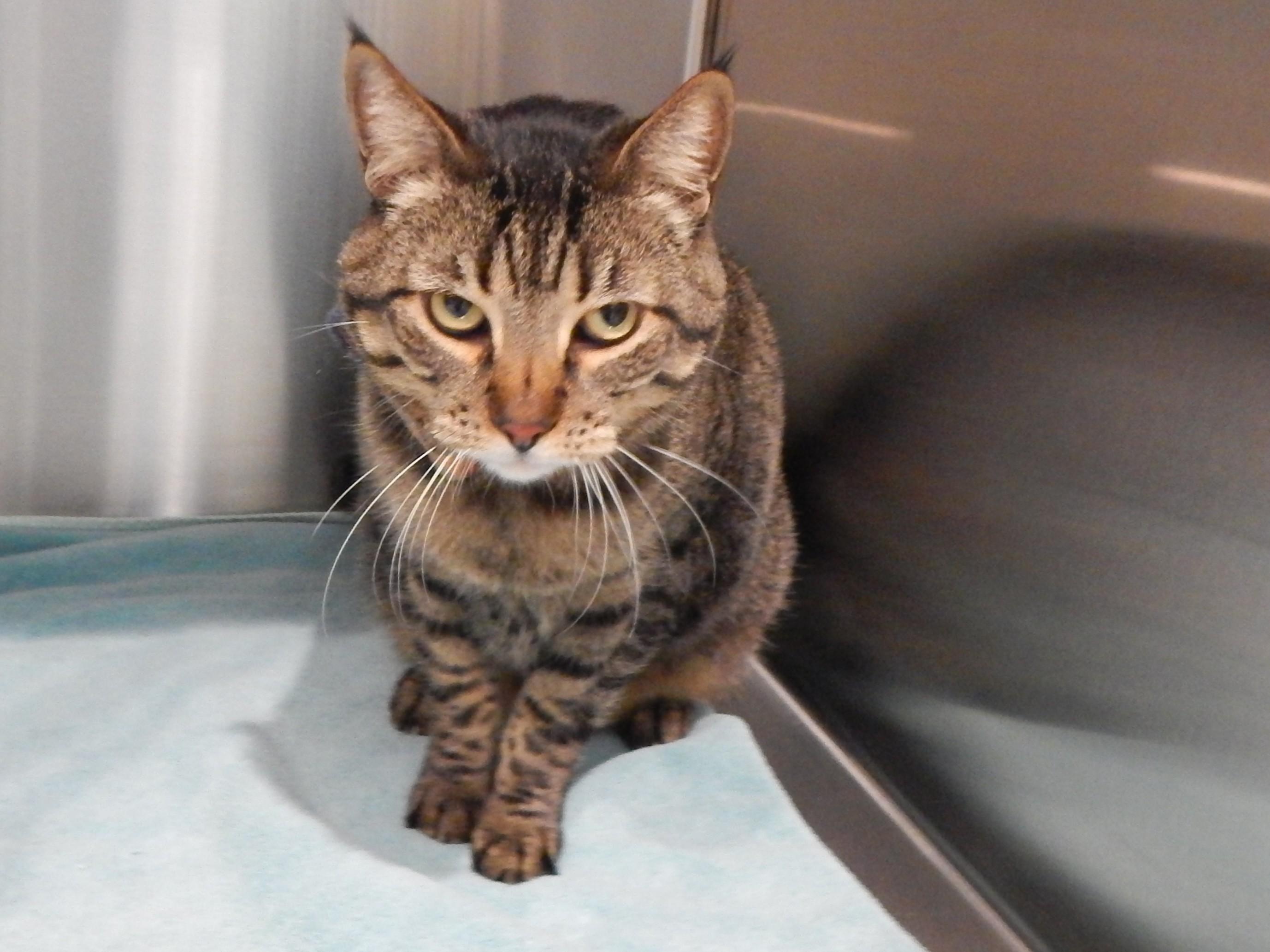 Enlarge Nevada, an adopted Domestic Short Hair in Mesquite, NV image 3/3