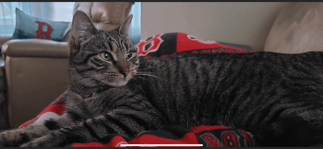 Enlarge Mellody, a Adoptable mixed breed in Scranton, PA image 1/10