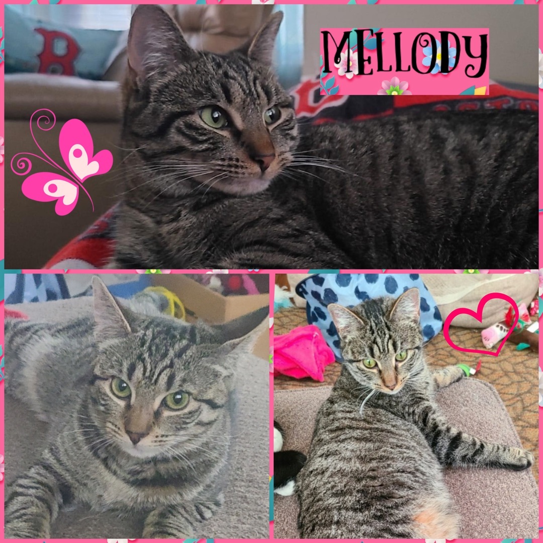 Enlarge Mellody, a Adoptable mixed breed in Scranton, PA image 2/10