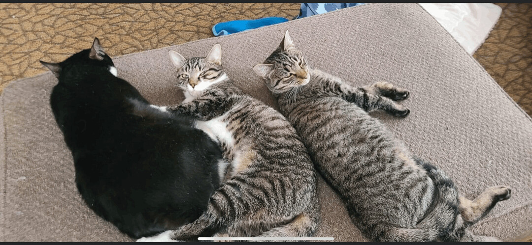 Enlarge Mellody, a Adoptable mixed breed in Scranton, PA image 3/10