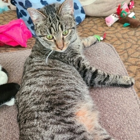 Enlarge Mellody, a Adoptable mixed breed in Scranton, PA image 4/10