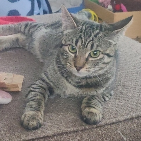 Enlarge Mellody, a Adoptable mixed breed in Scranton, PA image 5/10