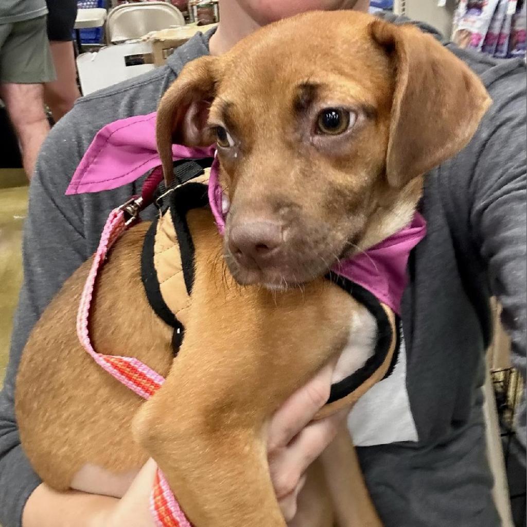 Enlarge Kendall, a Adoptable mixed breed in San Antonio, TX image 1/6