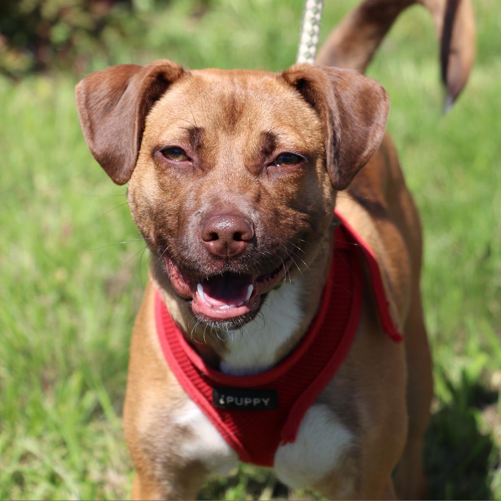 Enlarge Kendall, a Adoptable mixed breed in San Antonio, TX image 2/6