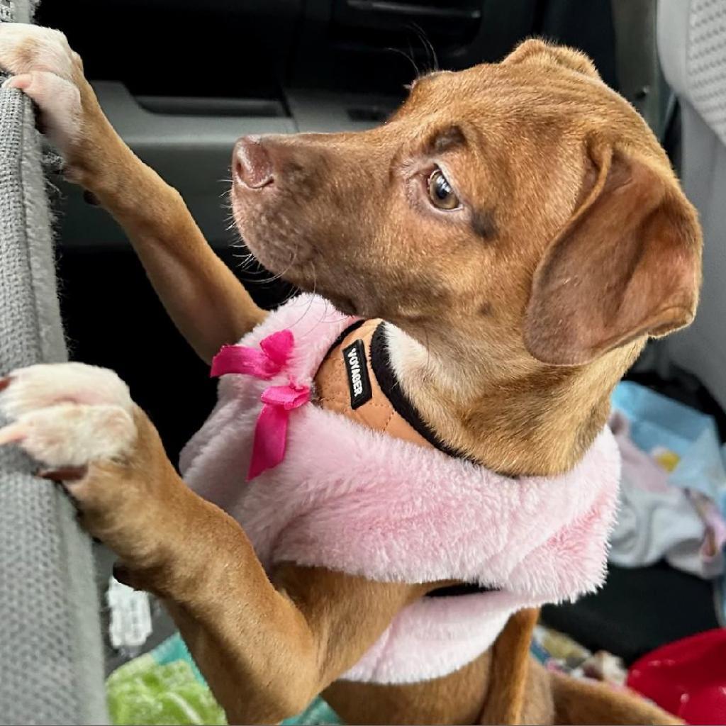 Enlarge Kendall, a Adoptable mixed breed in San Antonio, TX image 3/6