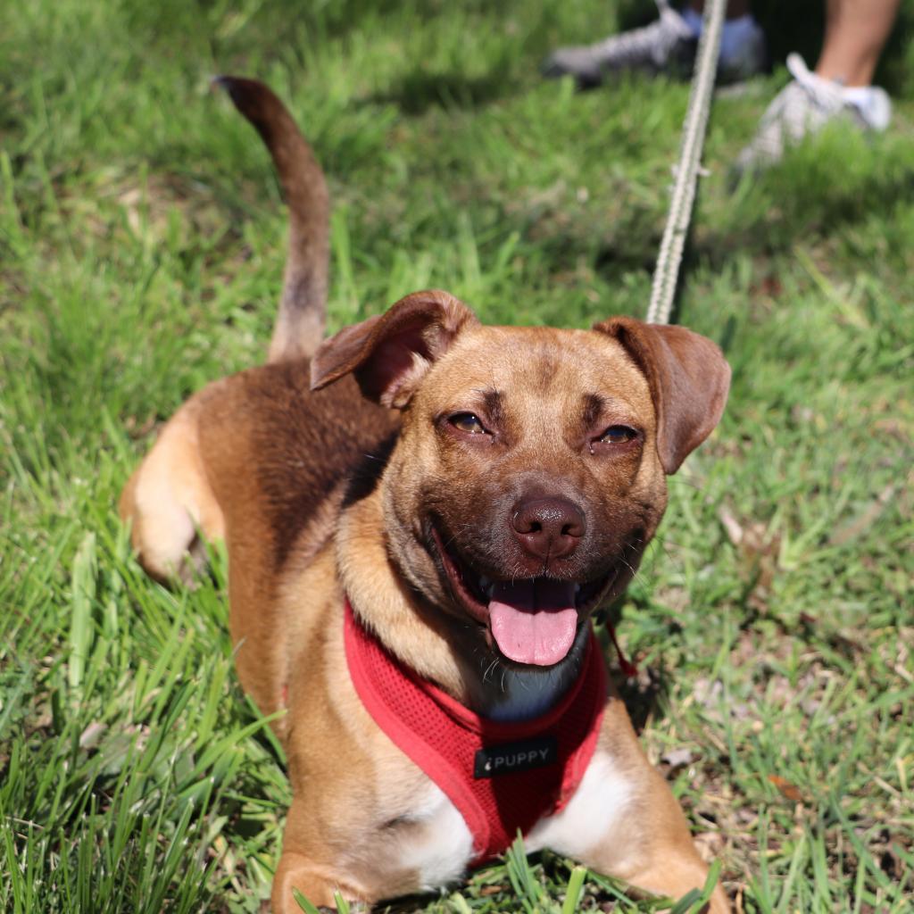 Enlarge Kendall, a Adoptable mixed breed in San Antonio, TX image 5/6