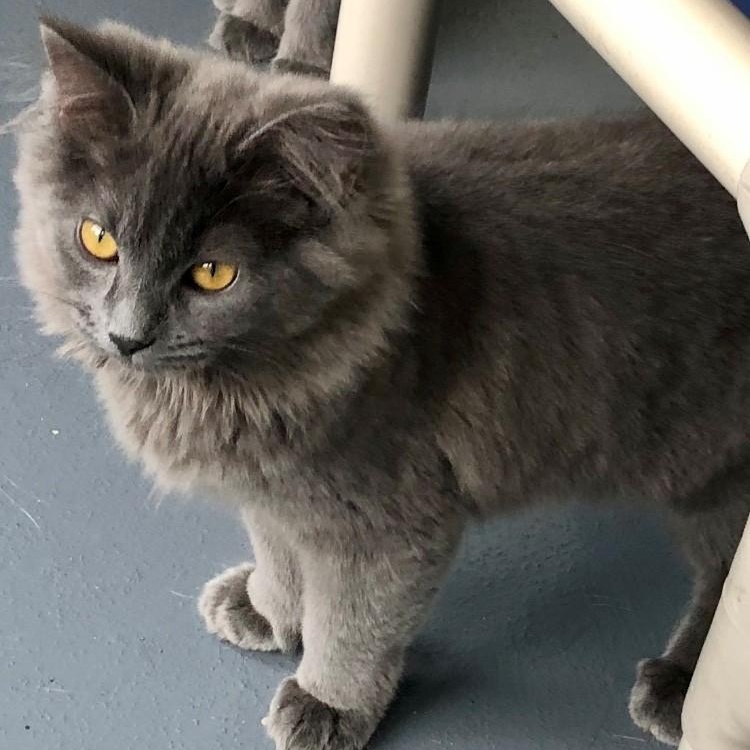 Shiloh, an adopted Domestic Long Hair in Lodi, CA image 2/4