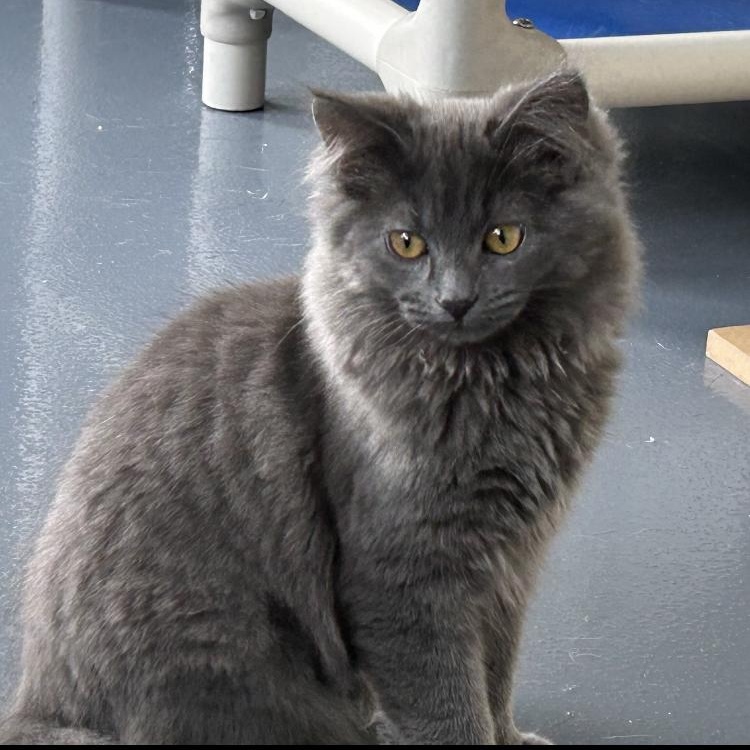 Shiloh, an adopted Domestic Long Hair in Lodi, CA image 3/4