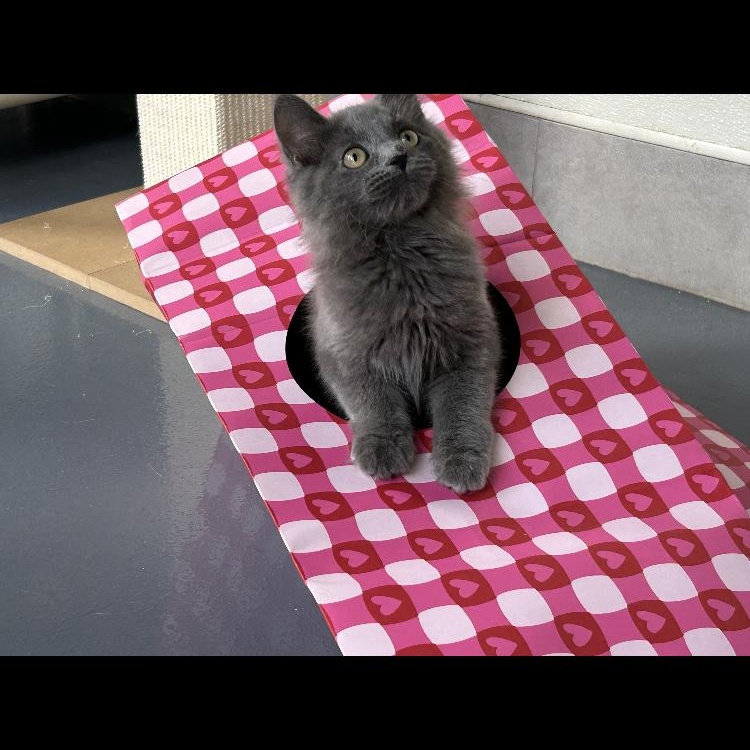 Shiloh, an adopted Domestic Long Hair in Lodi, CA image 4/4