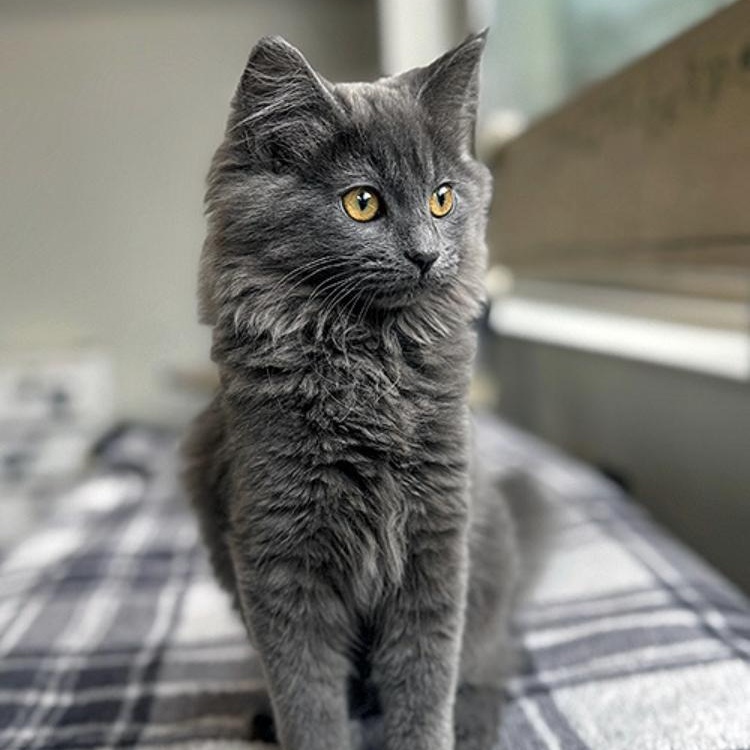 Shiloh, an adopted Domestic Long Hair in Lodi, CA image 1/4