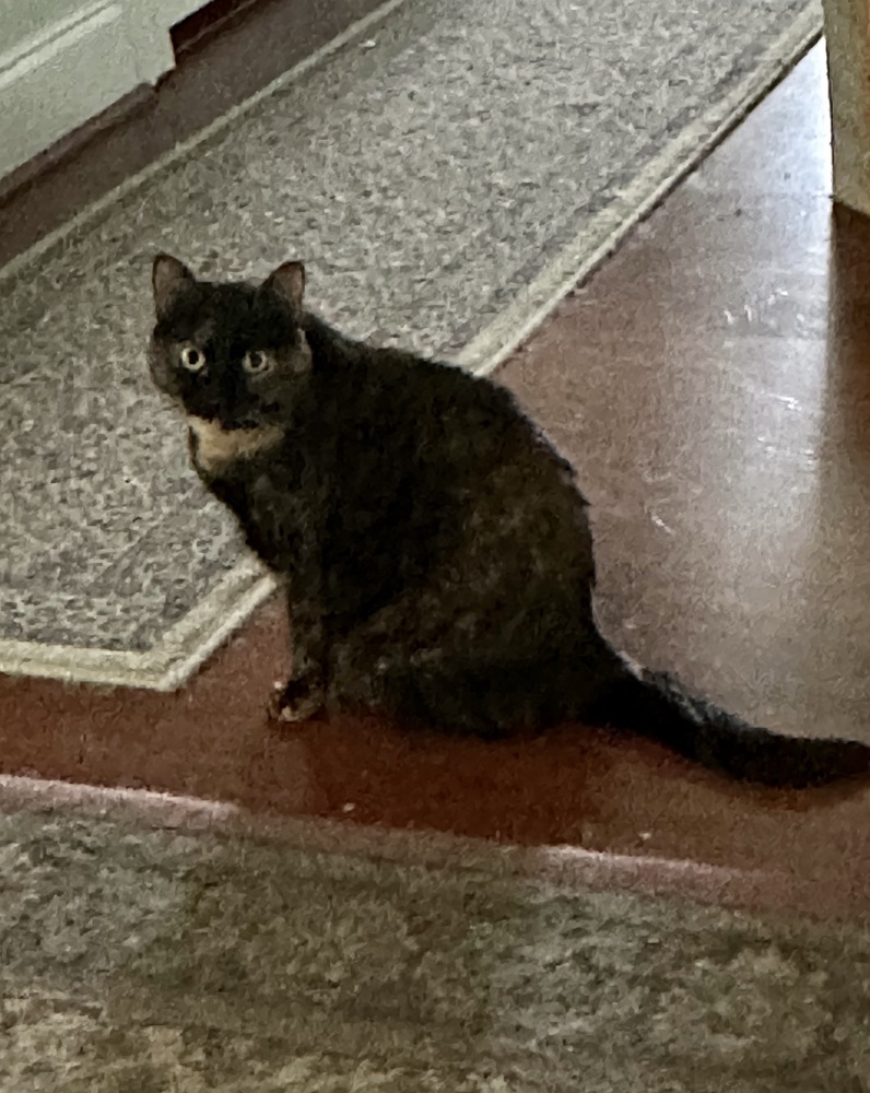 Eartha Kitty KD, an adoptable Domestic Short Hair in Greenville, SC, 29601 | Photo Image 4