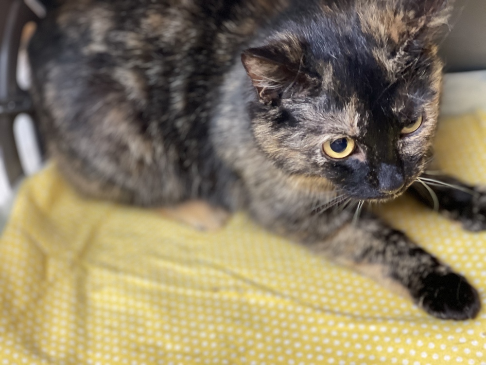 Eartha Kitty KD, an adoptable Domestic Short Hair in Greenville, SC, 29601 | Photo Image 5