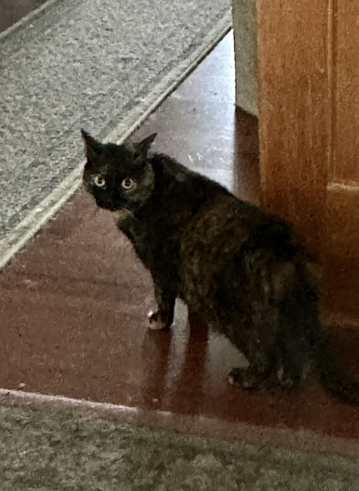 Eartha Kitty KD, an adoptable Domestic Short Hair in Greenville, SC, 29601 | Photo Image 6