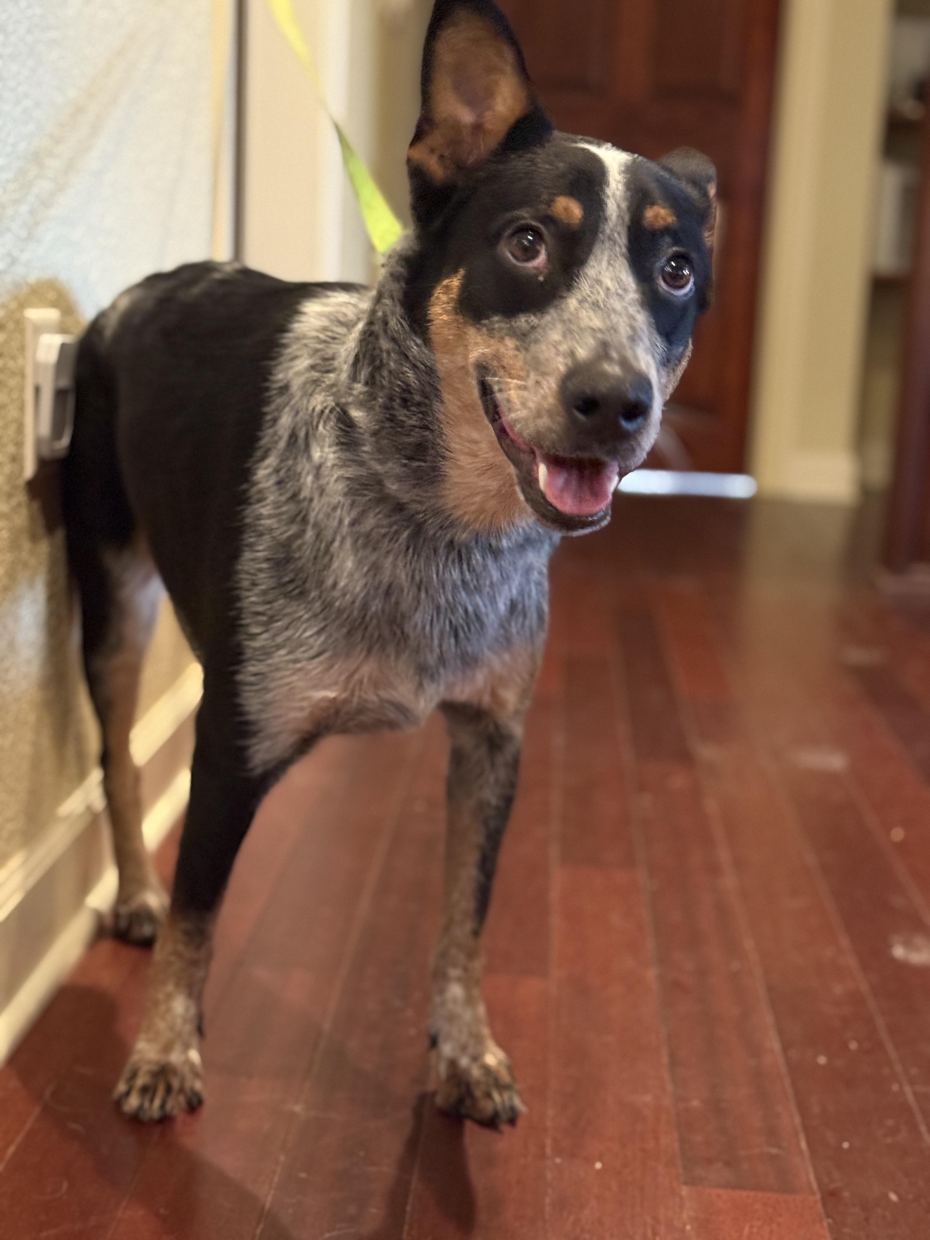 Jax, an adopted Australian Cattle Dog / Blue Heeler in Virginia Beach , VA image 2/6