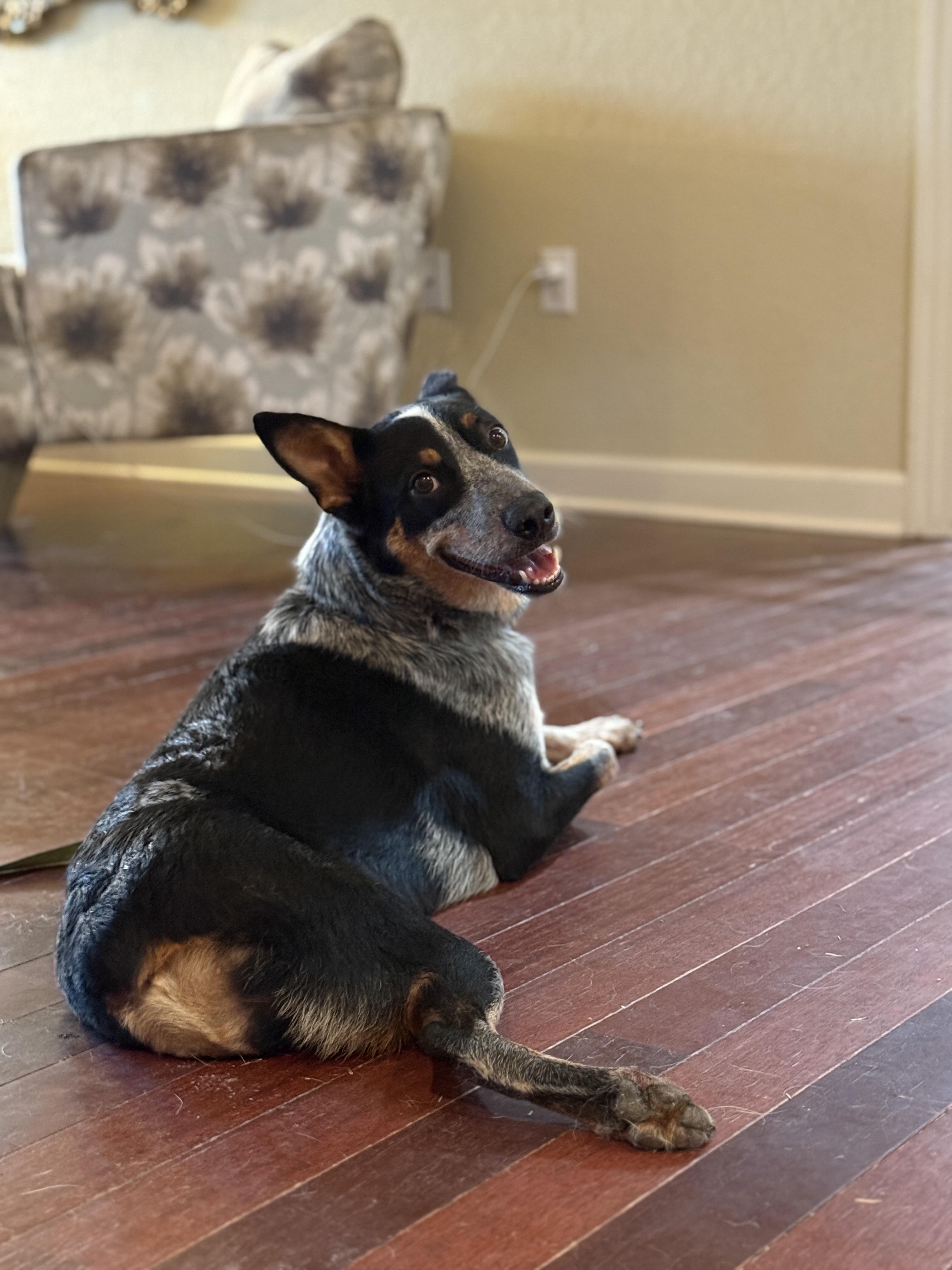 Jax, an adopted Australian Cattle Dog / Blue Heeler in Virginia Beach , VA image 5/6