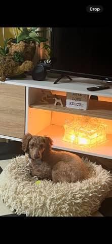 Enlarge Sammy, a Adoptable Poodle in Furlong, PA image 2/6