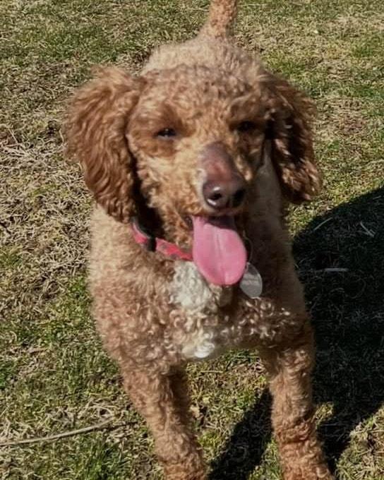 Enlarge Sammy, a Adoptable Poodle in Furlong, PA image 1/6