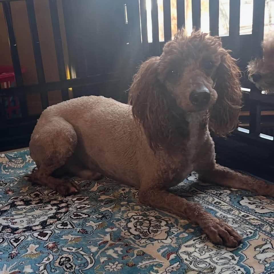 Enlarge Sammy, a Adoptable Poodle in Furlong, PA image 3/6