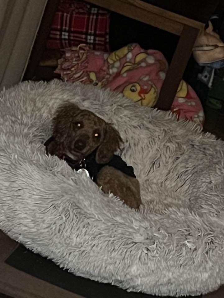 Enlarge Sammy, a Adoptable Poodle in Furlong, PA image 4/6