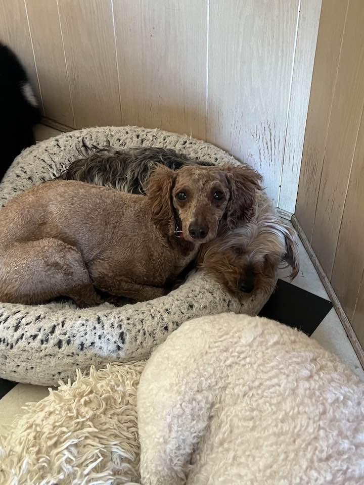 Enlarge Sammy, a Adoptable Poodle in Furlong, PA image 5/6