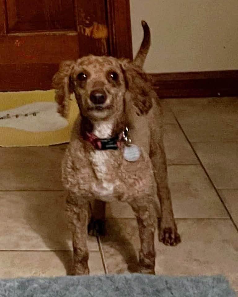 Enlarge Sammy, a Adoptable Poodle in Furlong, PA image 6/6
