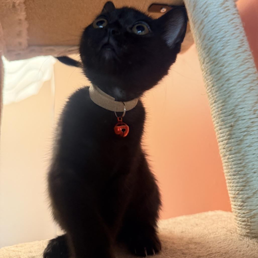 Enlarge Hyacinth (Bridgertons), a Adoptable Domestic Short Hair in Charlotte, NC image 2/6