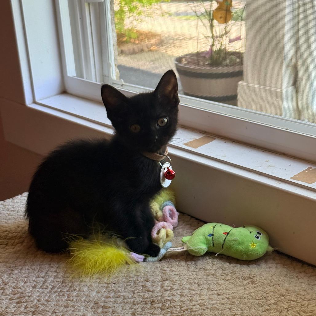 Enlarge Hyacinth (Bridgertons), a Adoptable Domestic Short Hair in Charlotte, NC image 3/6