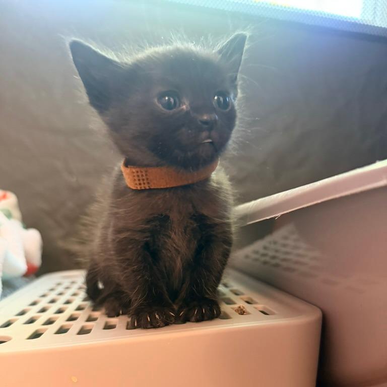 Enlarge Hyacinth (Bridgertons), a Adoptable Domestic Short Hair in Charlotte, NC image 5/6