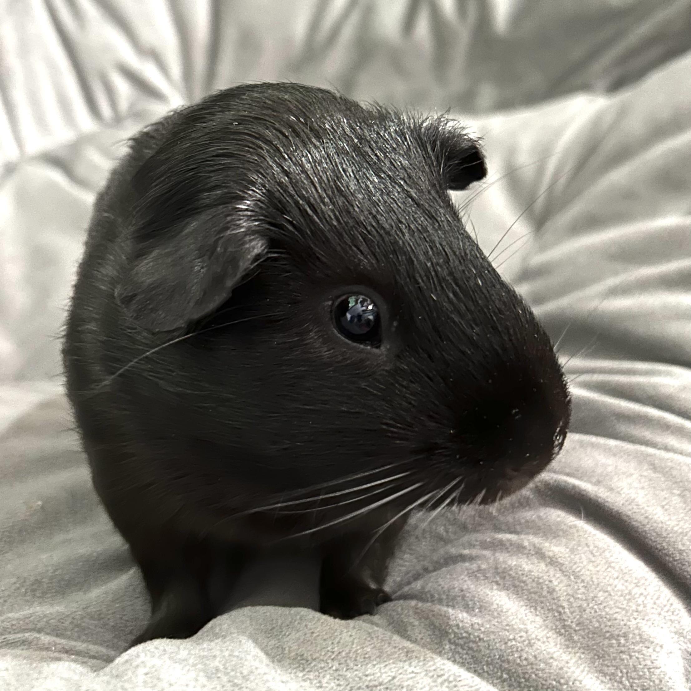Sawyer, a ADOPTABLE Guinea Pig in North salem, NY image 5/5