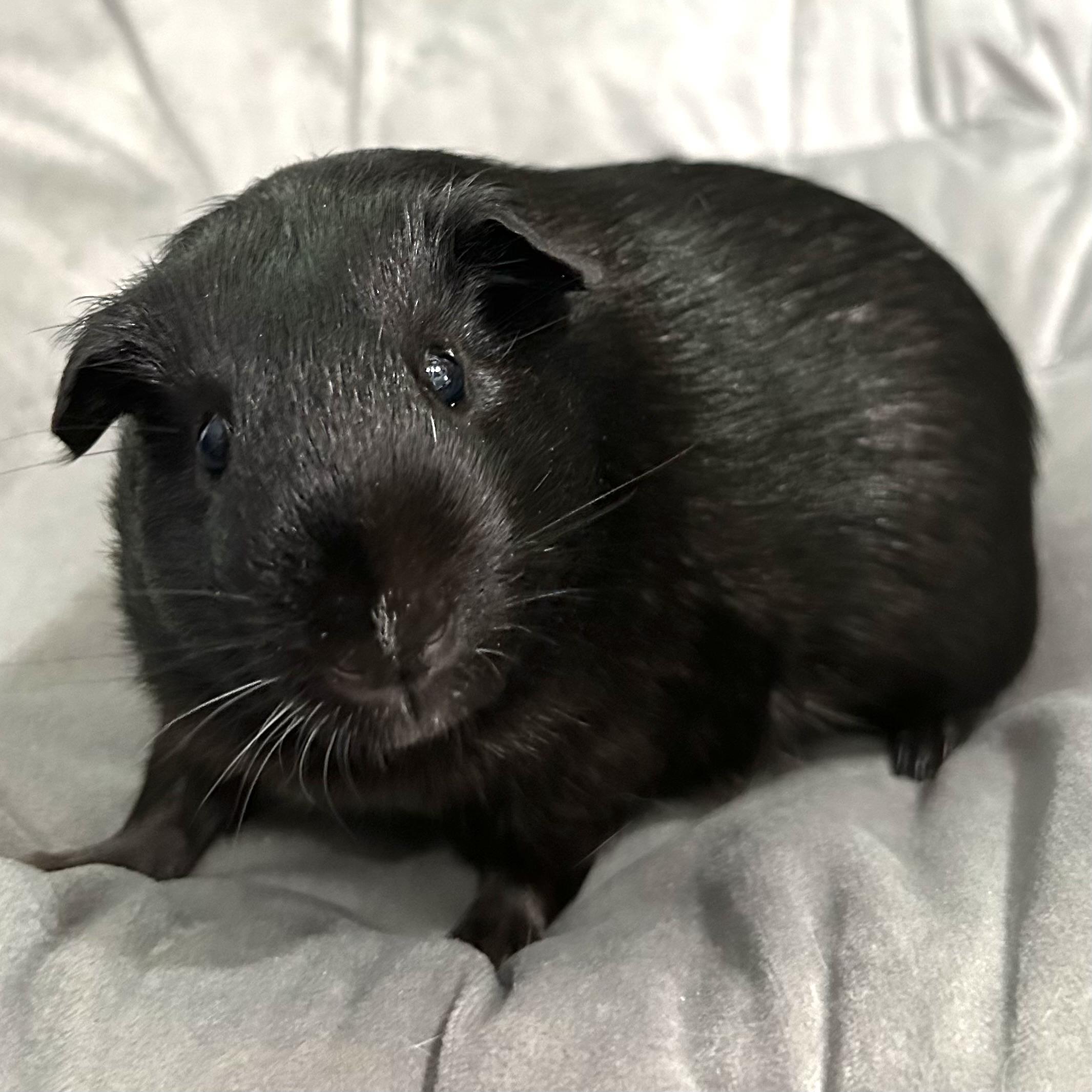Sawyer, a ADOPTABLE Guinea Pig in North salem, NY image 3/5