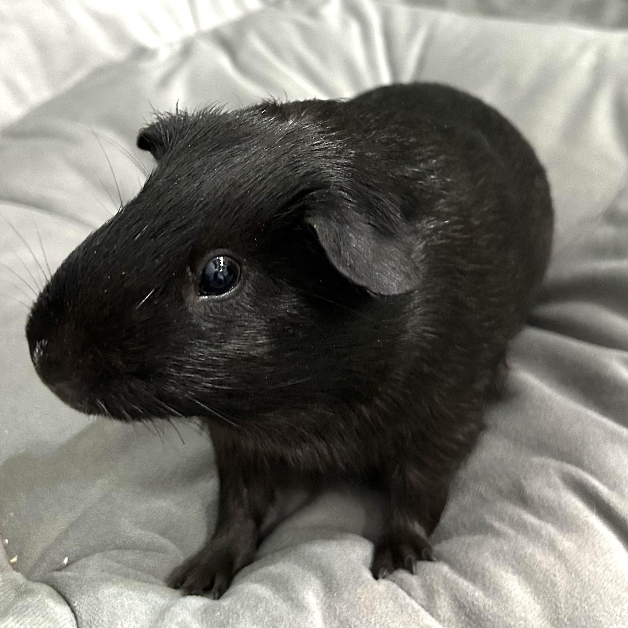 Sawyer, a ADOPTABLE Guinea Pig in North salem, NY image 4/5