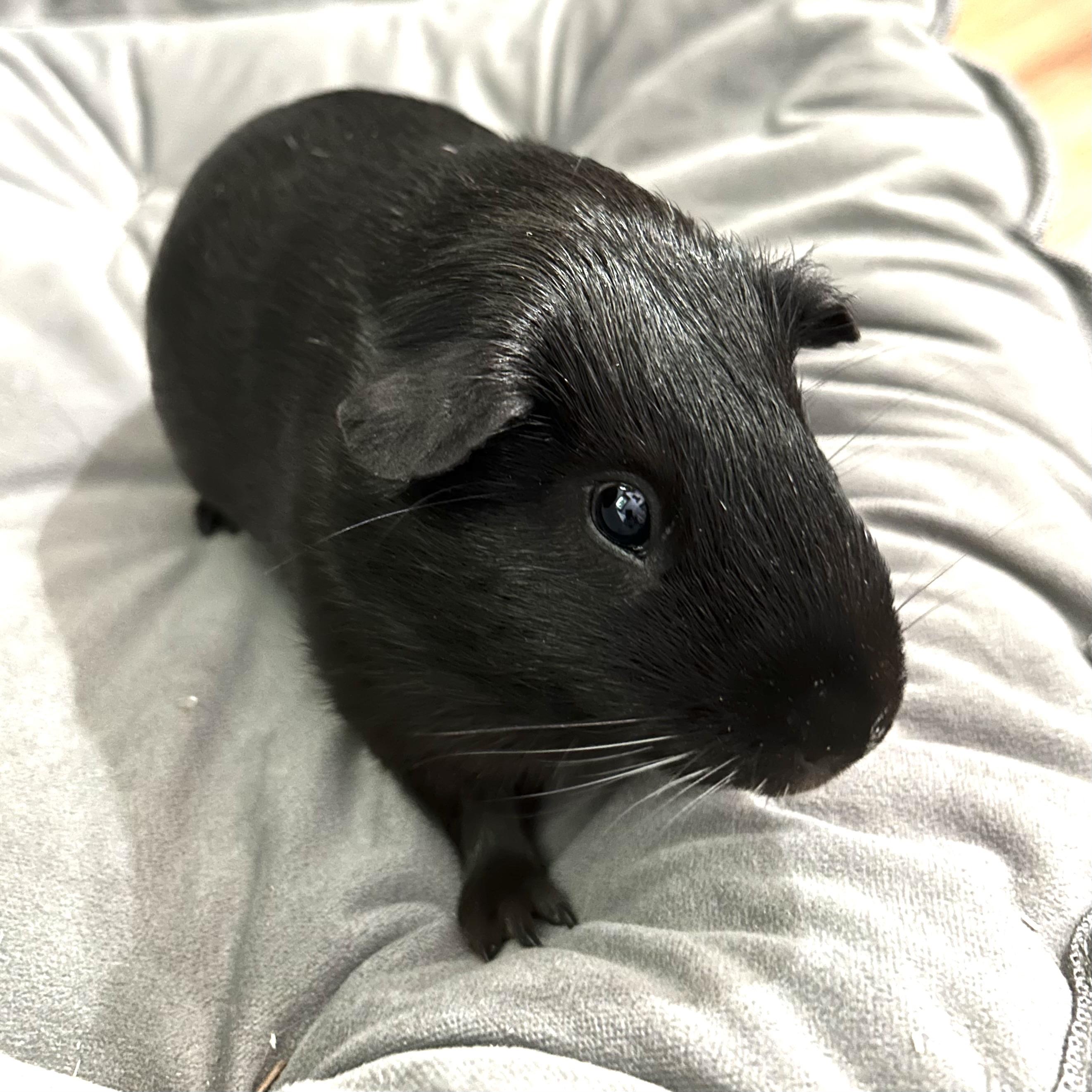 Sawyer, ADOPTABLE, Young Male Guinea Pig.