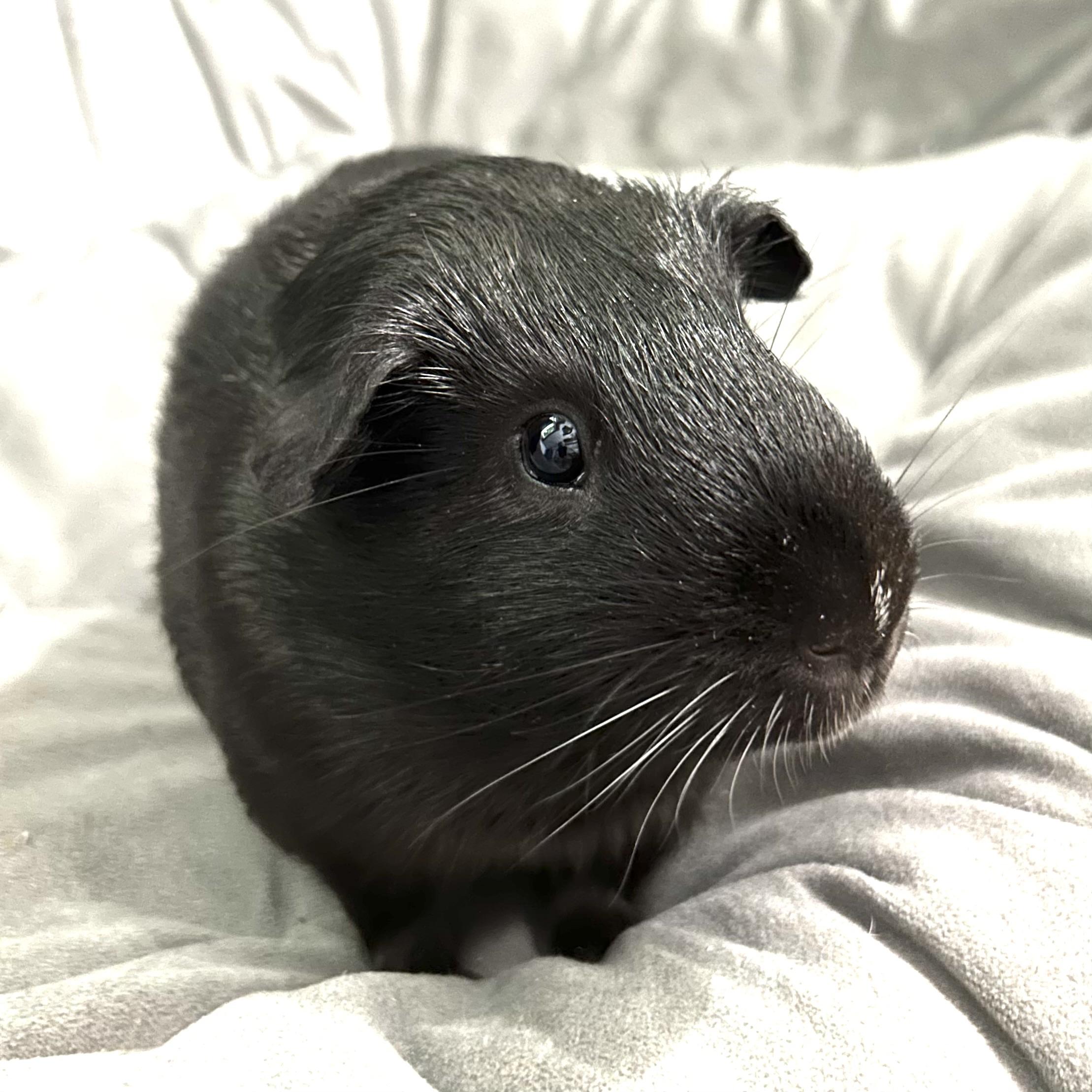 Sawyer, a ADOPTABLE Guinea Pig in North salem, NY image 2/5